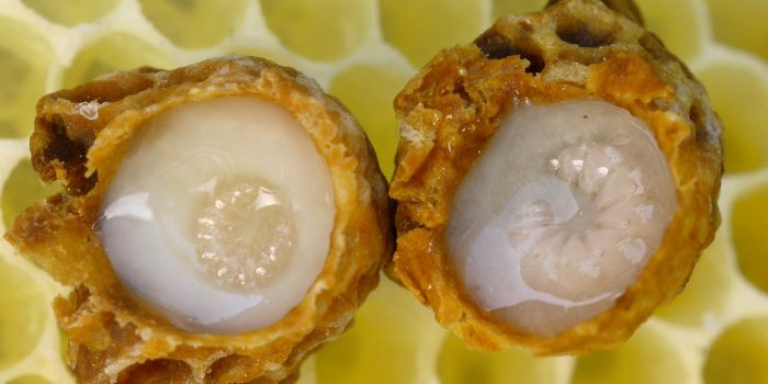 Todo Sobre La Jalea Real