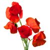 Amapola Flor, 25 g - Imagen 3